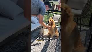 Dog teaches puppy how to highfive #goldenretriever #dog