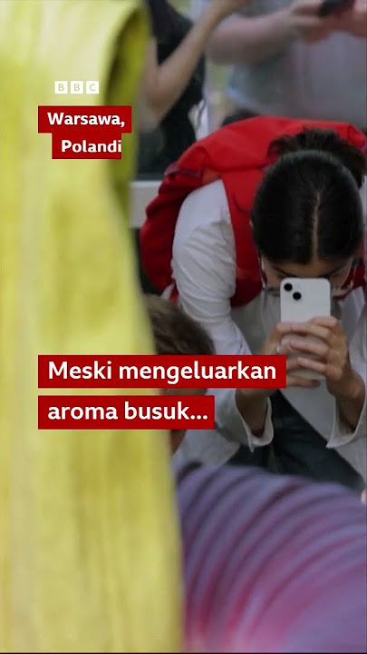 Bunga bangkai asal Sumatra mekar, tarik perhatian warga Polandia #shorts