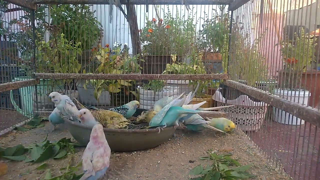 Budgie Color Genetics Made Simple