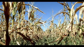 Sécheresse : le manque d'eau menace la croissance des céréales, alerte la FNSEA