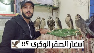 اسعااار الصقر الوكرى 🦅🦅 أفضل صقر للتربية والتدريب ( للمبتدئين )🤩🔥🦅