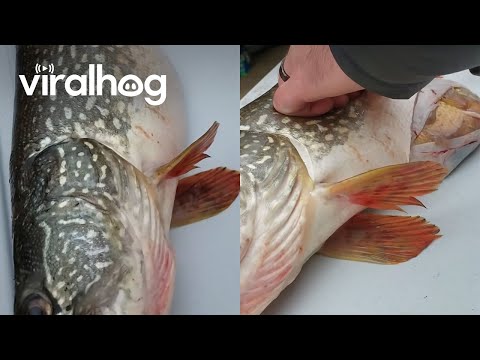 Northern Pike Packs a Weird Surprise || ViralHog