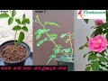 How to Propagate Rose Plant from Stem Cuttings (With Updates)