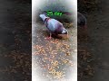 #pigeon#jaidmeel#kabootar#lka#youtubeshorts#love#reels#shorts#subscribe#music#vilog#like#share#funny