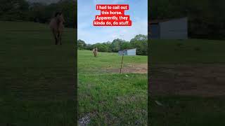 ‎⁨@TimcastIRL⁩  ‎⁨@Timcast⁩  Says horses dont do anything. Had to check it out.