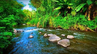 Tropical Green Forest River Flow Sounds for Relaxing, Sleeping, Healing Stress, and Meditation