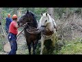 Konjima još uvijek izvlače trupce iz šume