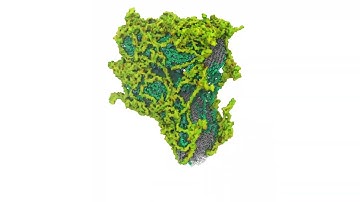 Plant Cell Wall Molecular Simulation