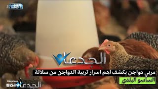 مربي دواجن يكشف اهم اسرار تربية الدواجن من سلالة الساسو البلد