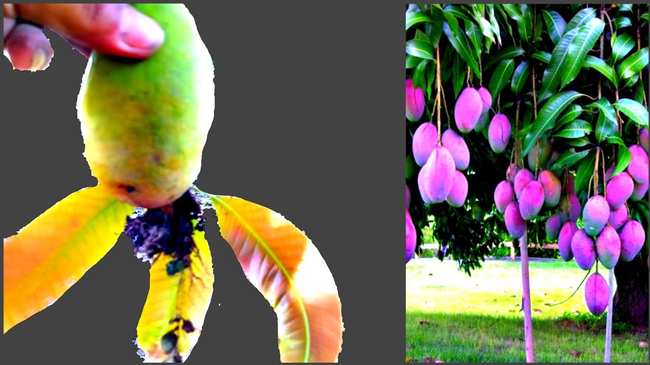 Unique skills how to grow mango tree from mango leaves mango trees are made from mango YouTube