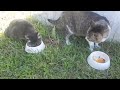DSCN7216 DSCN7216