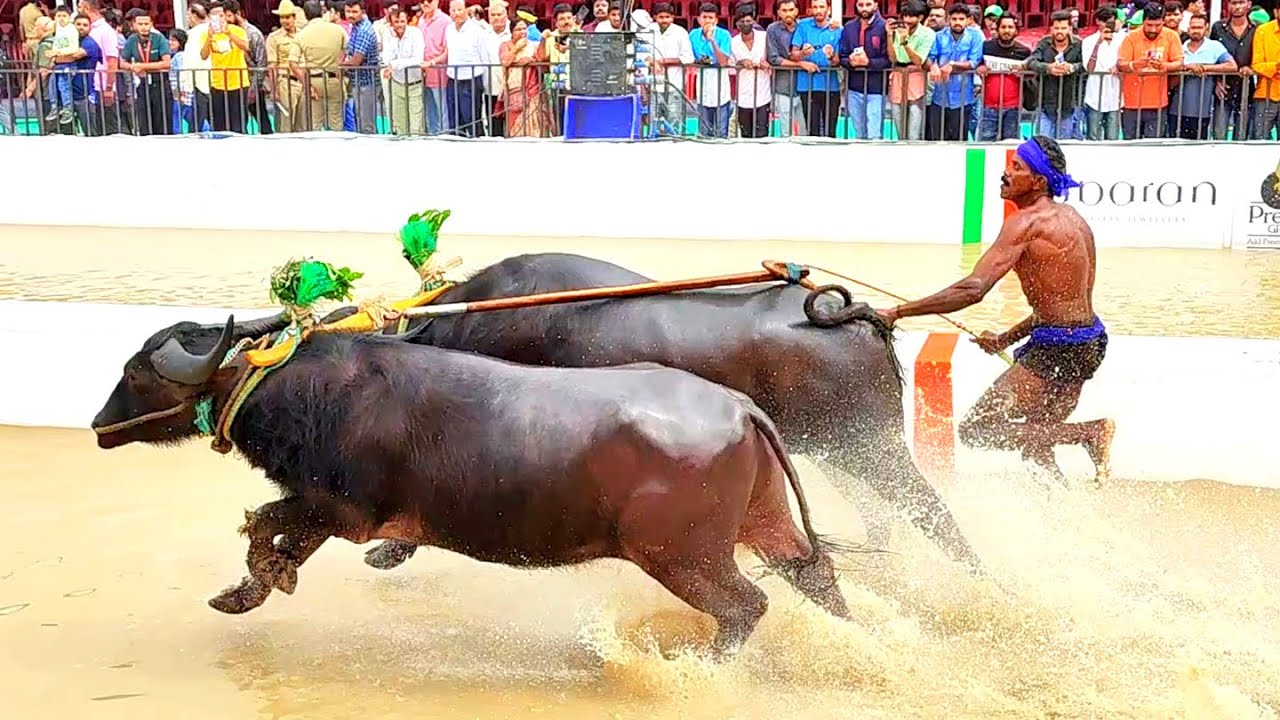Bengaluru Kambala Buffalo Race 🔥| Karnataka Biggest sports event | beauty of Tulunad