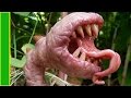 10 Plantas Carnívoras Más Aterradoras del Mundo