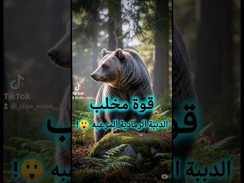 قوة مخالب الدببه الرمادية مرعبه