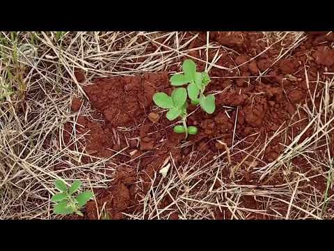 Soja Brasil | Condições das lavouras de soja | Canal Rural