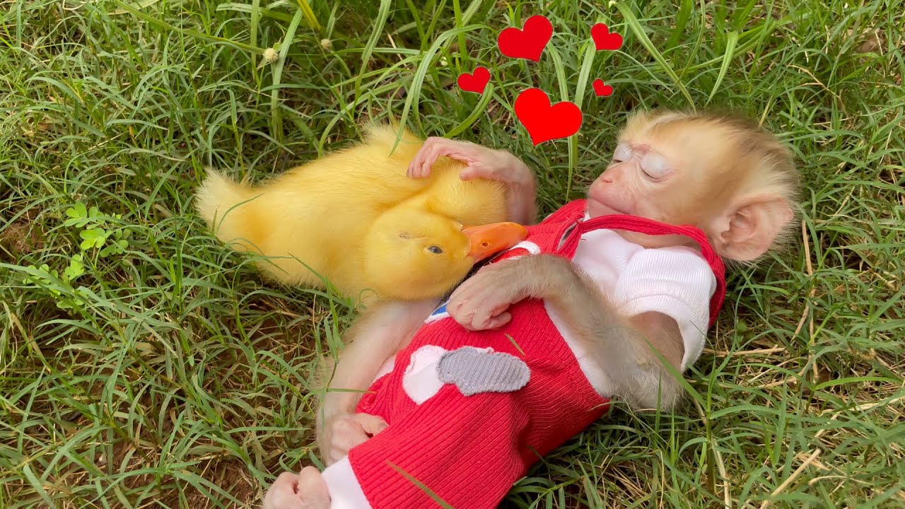So Sweet! This Duckling Just Can’t Leave Baby Monkey Bobby