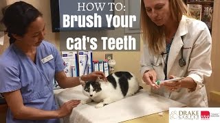 Tutorial How To Brush Your Cats Teeth