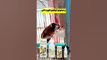 تقویت صدای سهره و قناری سهره عشق تغذیه مردانگی آرزو قناری اواز بهترین سیره هزار 