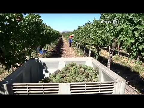 Video: Perkebunan Anggur Terbaik di Chili