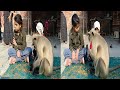 Monkey Family Video | Monkey Eating Video