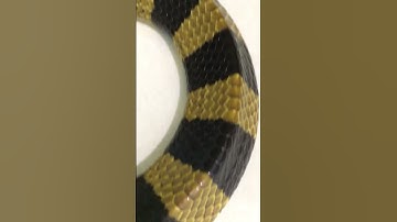 Tuyệt phẩm loài rắn độc nhất Việt nam