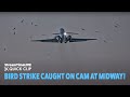 Streamtime live  government plane strikes flock of birds after midway takeoff