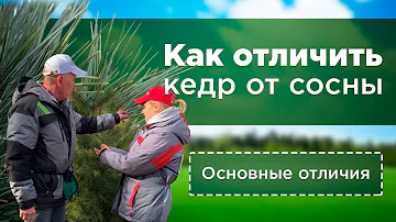 Как отличить кедр от сосны? Хвойные растения | Дендропарк