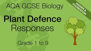 AQA GCSE Biology: Plant Defence Responses | Physical, Chemical and Mechanical Defences