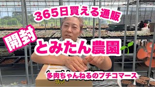 Succulents] 365 Days Online Shop Delivery🌱Tomitan Farm🌱Plant