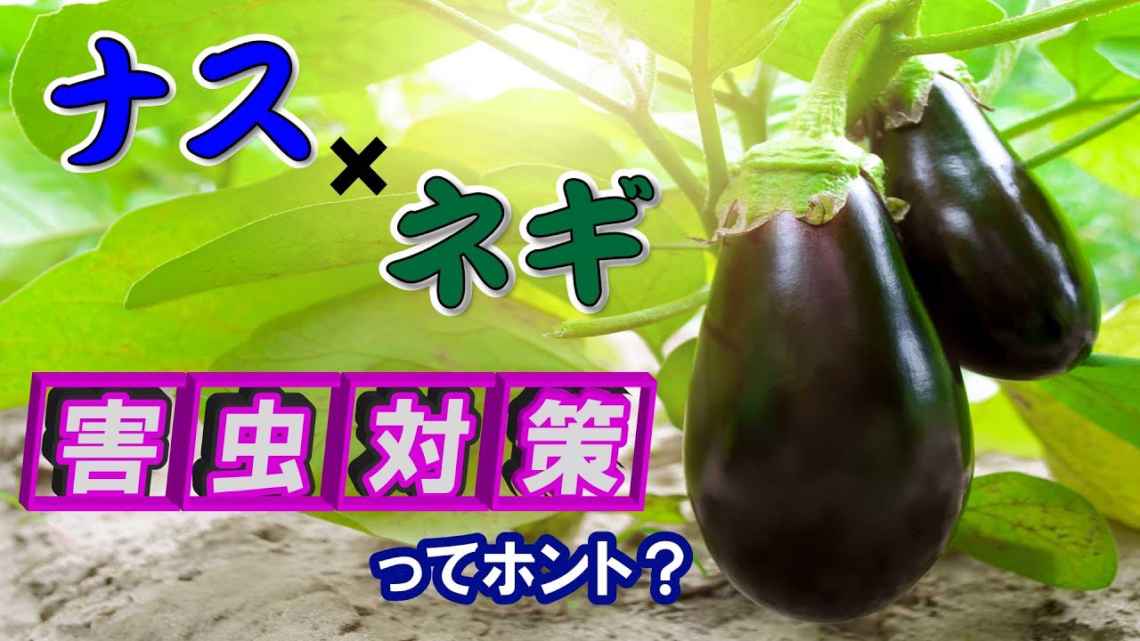 What about planting eggplant and green onions together? [We