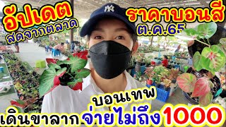 บุกตลาด! บอนสีตัวเทพ จ่ายไม่ถึง 1,000 อัปเดตราคาบอนสีล่าสุด ต.ค.65 สดจากตลาด จุใจตั้งแต่เช้ายันเย็น