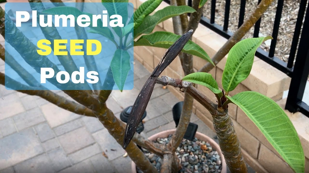 Plumeria Seed Pods Grow