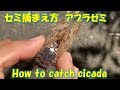 セミ捕まえ方 アブラゼミ 蝉 How to catch cicada 居場所