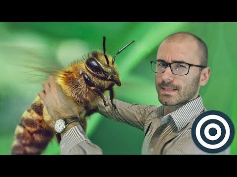 Пчёлы - это нечто