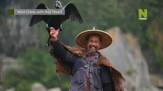Divoká Čína S Rayem Mearsem Na Viasat Nature