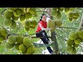 Harvest durian and goes to the market sell  vietnamese harvesting