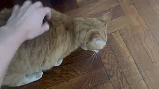 Zach! Orange Cat who likes to Chat! by Brooklyn Animal Action 81 views 1 year ago 37 seconds