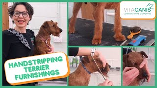HANDSTRIPPED TERRIER - THE FURNISHINGS by Jitka Krizo Averis 5,224 views 3 years ago 29 minutes
