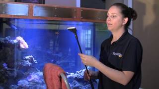 How to Clean an Aquarium / Tank like a Professional 水族館 www.thomasvisionfilms.com http://www.thomasvisionreef.com Consider Subscribing - http://bit.ly/13bw3AL Check out Tank Wars