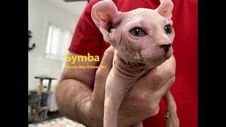 Sphynx Elf Kittens For Sale!!! Super Friendly & Hypoallergenic, Only 3 Left by Devon Rex Kittens NJ 67 views 3 years ago 2 minutes, 6 seconds