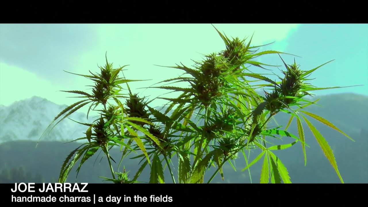 IndianCharras | a day in the fields | part 2