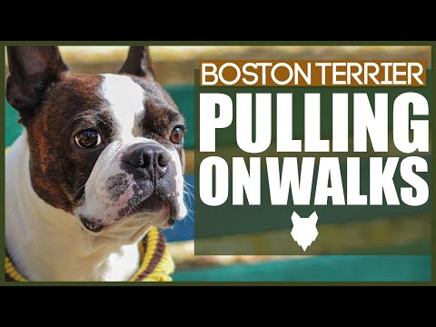 Video: 5 sfaturi pentru a preveni dvs. Terrier Boston de tragere pe lesa