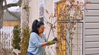 Pruning DA rose and Digging an established Hydrangea