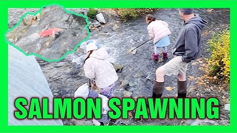 SALMON SPAWNING - THE RETURN OF THE SALMON: A JOURNEY TO THE HEART OF ALASKA #spawning #salmon