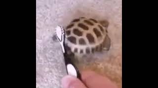 Happy Birthday John You Turtle