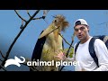 Frank se topa con 3 de los animales más raros del mundo | Wild Frank | Animal Planet