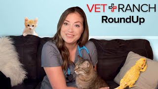 Now a DRAGON on Vet Ranch Round Up!?!?! by Vet Ranch RoundUp 26,366 views 2 years ago 28 minutes