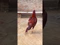 pakistani breader Aseel murga #aseel #aseelmurga #rooster