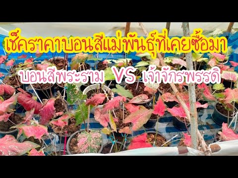 เช็คราคาแม่พันธุ์บอนสีพระราม บอนสีเจ้าจักรพรรดิ พาชมบอนสีแดง ๆ