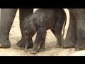 new baby elephant | Get big money